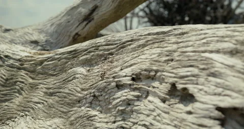 A small crab crawling on a dead tree trunk 스톡 동영상 208266918