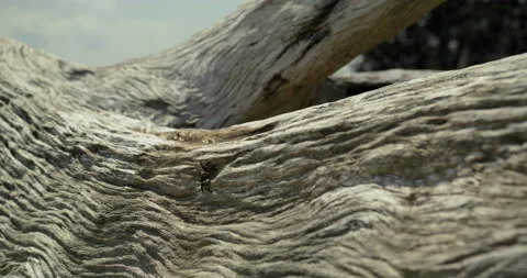 A small crab crawling on a dead tree trunk II Stock Footage 208267005