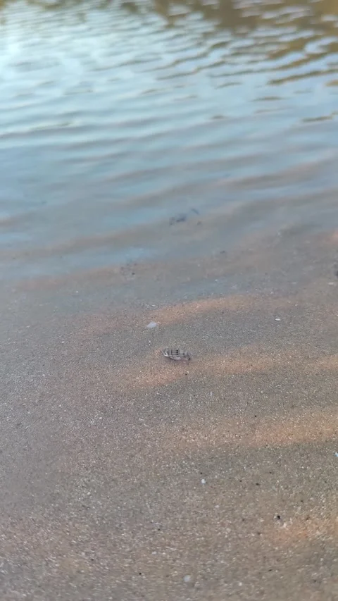 Small Crab Crawling on Sandy Beach Shoreline Close Up Video stock 340381889