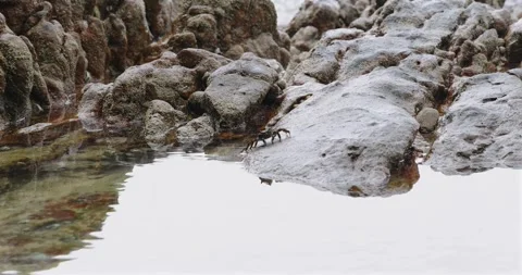 Small Crab Crawling on Wet Rocks by Coastal Tide Pool Stock Footage 327836996