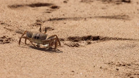 Small Crab Digging Hole in the Sand, Miniature Beach Dweller Creating a Sand Stock Footage 332064507