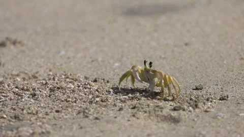 Small crab digs a hole in the sand on the beach on a summer day Stock Footage 274825598