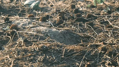 A small crab digs a pit Video stock 90221959