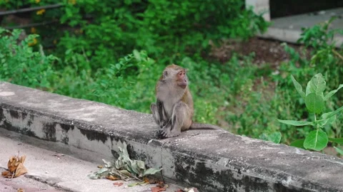 Small crab-eating macaque sitting on concrete border and scratching head. Monkey Vídeo Stock 294732399