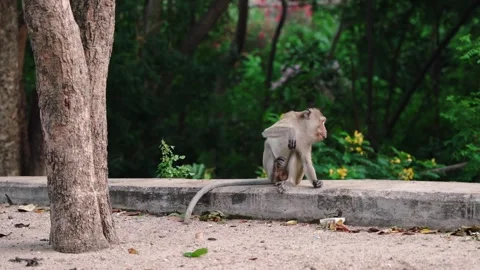 Small crab-eating macaque sitting on concrete border and eating. Monkey menace 스톡 동영상 294732461