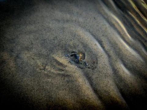 A small crab eating a wedge shell (beguaba - mozambique - Donax hanleyanus) Stock Photos