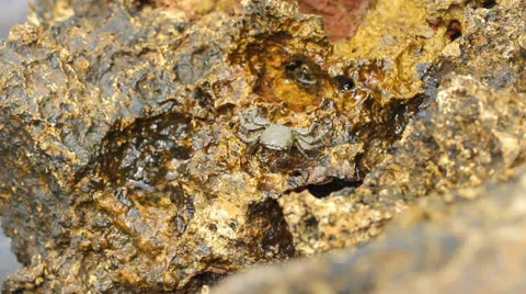 Small crab eats Stock Footage 22960387