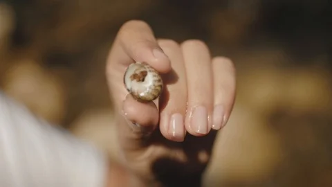A small crab that emerges from the shell, which is held in the hands of a girl Video stock 98464196