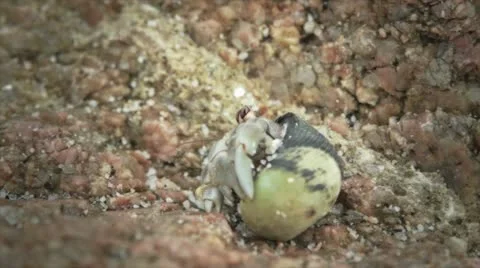 Small Crab Stock Footage 10817482