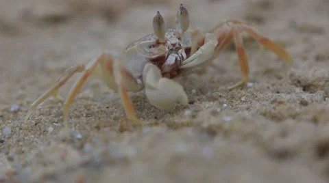 Small Crab Stock Footage 42707684