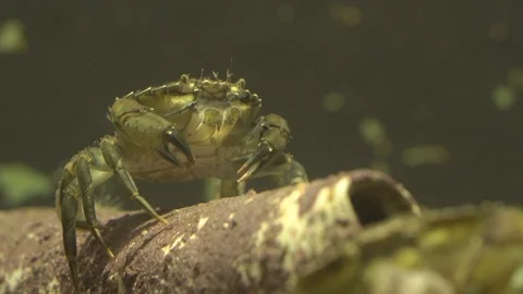 Small crab Stock Footage 99499160