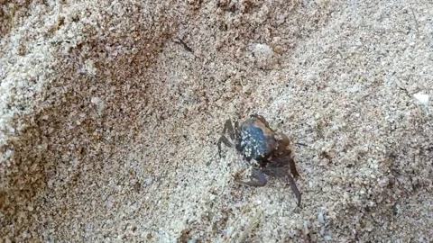 A Small Crab Stock Footage 236126144