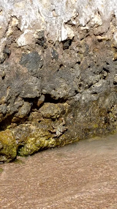 Small crab Stock Footage 335948057