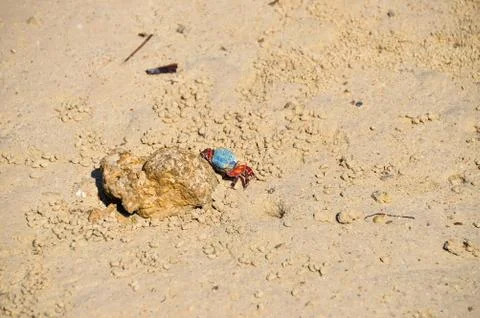 Small crab ghost on the shore of the bay, on the sand Stock-Fotos