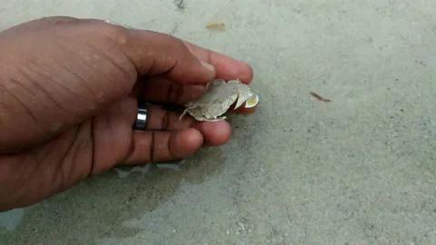 Small crab in hand then returned to the sand Stock Footage 153367754