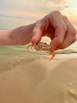 Small crab in the hands of a man Stock Photos