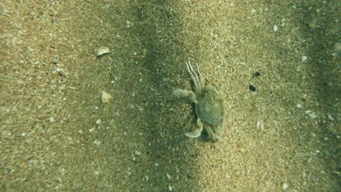A small crab hid in the sand at the bottom of the sea from danger. Stock Footage 157559609