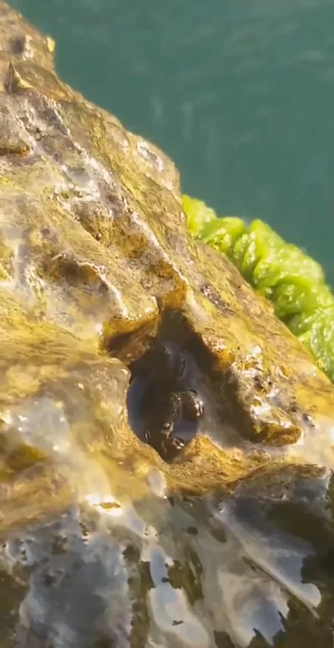 A small crab hides in a reef during the surf Stock Footage 231396519