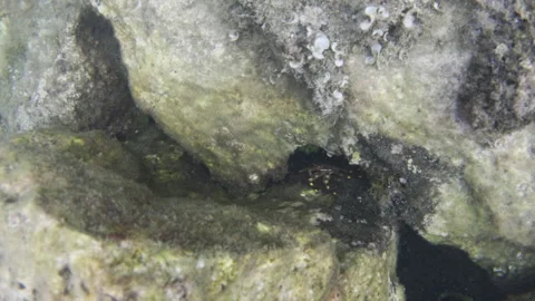 Small crab is hiding between algae covered rocks on the ocean floor, showcasing Stock Footage 343523571
