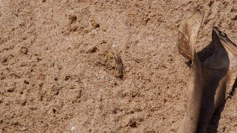 A small crab hiding in a hole in the sand Stock Footage 153045384