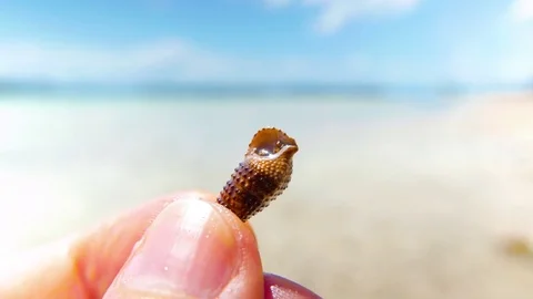 Small Crab Hiding in the Shell Stock Footage 74479890