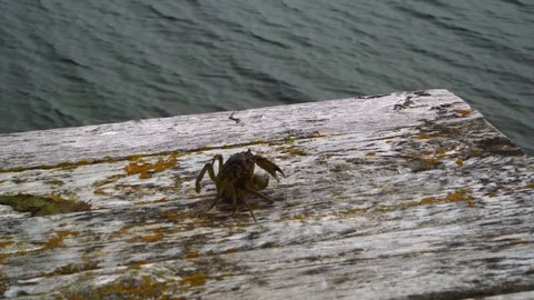 Small crab jumping into the ocean 動画素材 94034467