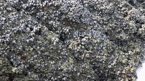 A small crab on a large stone which is covered with a foamy wave Stock Footage 145933188