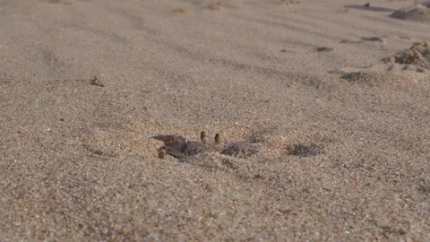 A small crab lies half buried on a sandy beach in natural sunlight. Stock Footage 333882038