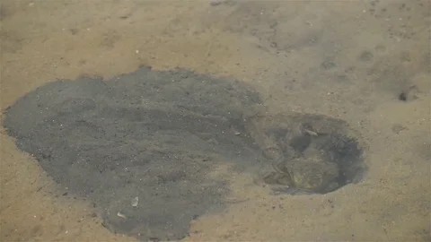 Small crab is making his shelter Stock Footage 79827396