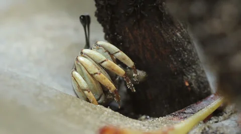 Small crab in mangroves Video stock 35844215