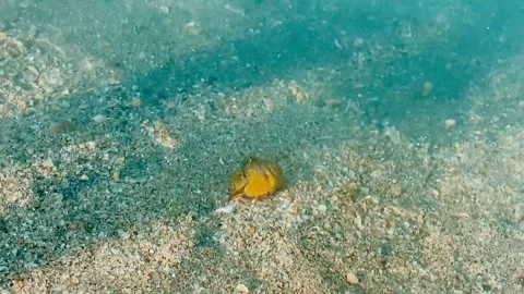 A small crab moves along the bottom in sea water. Stock Footage 267368718