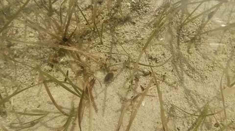 Small crab moves between seaweed in shallow water Stock Footage 59939268