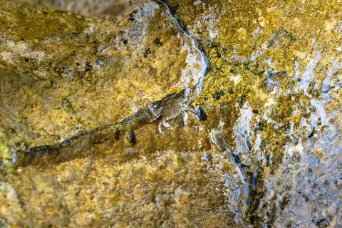 Small Crab Peeking From Between Rocks in a Coastal Tidepool Scene Stock Photos