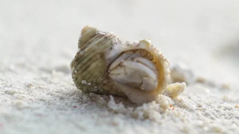 A small crab peeks out of a shell in close-up lying on the Maldives sands. Stock Footage 150553690