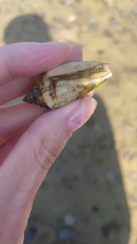 Small crab reacting to hand — claws up defensive, vertical 4K Stock Footage 319353953