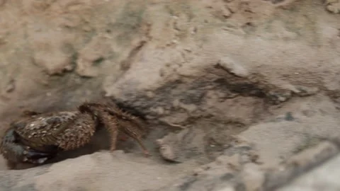 Small crab remains still on rocks and sand, suddenly spotting nearby camera.. Stock Footage 282811991