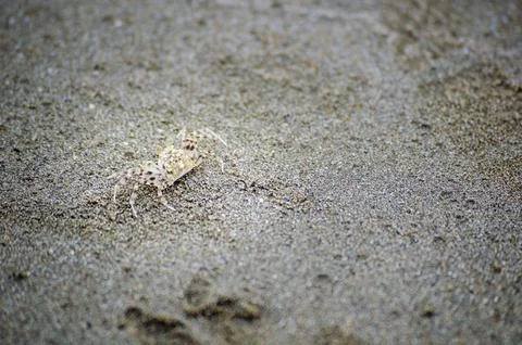 Small crab resting on textured sandy beach surface captured in a natural co.. 写真素材