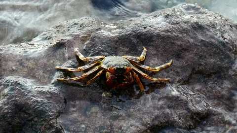 Small crab on the rock at at Bora Bora island Stock Footage 95092443
