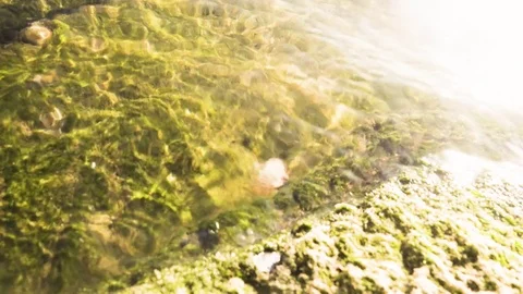 Small crab on a rock covered with moss Video stock 82458231