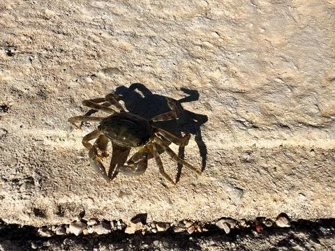 Small crab on rocky surface casting a clear shadow Stock Photos