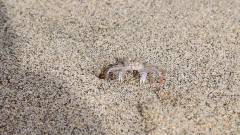 Small crab running into a hole on a beach Stock Footage 93542518