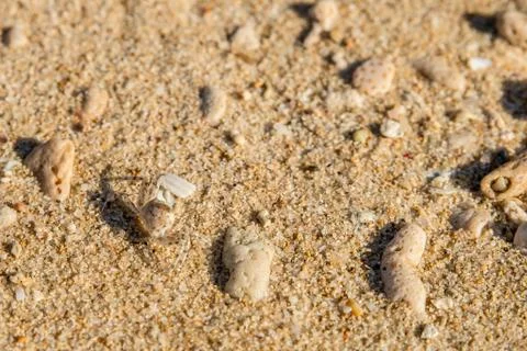 Small crab in the sand of a beach Stock Photos