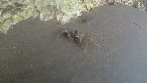 A small crab in the sand Stock Footage 109607880