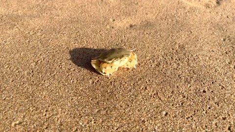 Small crab on sand on ocean shore blows bubbles out of water. Close-up  Stock-Footage 201733851