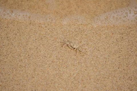 A small crab on the sand Stock Photos