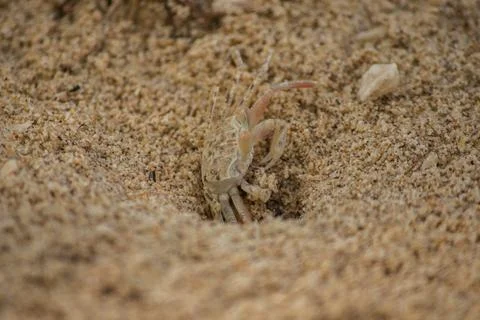 A small crab on the sand Stockfoto's