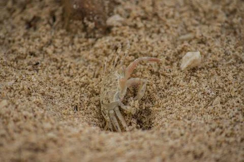 A small crab on the sand Stock Photos