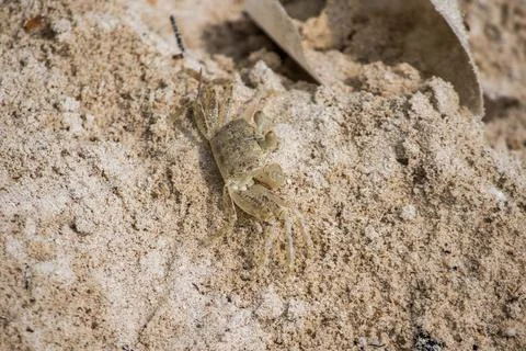 A small crab on the sand 库存照片