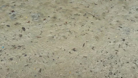 Small crab at sandy beach Vídeo Stock 326950036