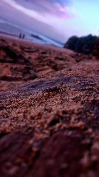Small Crab On Sandy Beach At Sunset Stock Photos